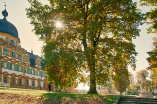 Baum im Herbst vor Schloss Seehof